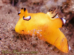 Nudibranch (Thecacera pacifica) (Canon G9, Inon D2000w) by Marco Waagmeester 